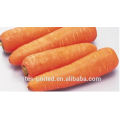 Best quality fresh carrot price